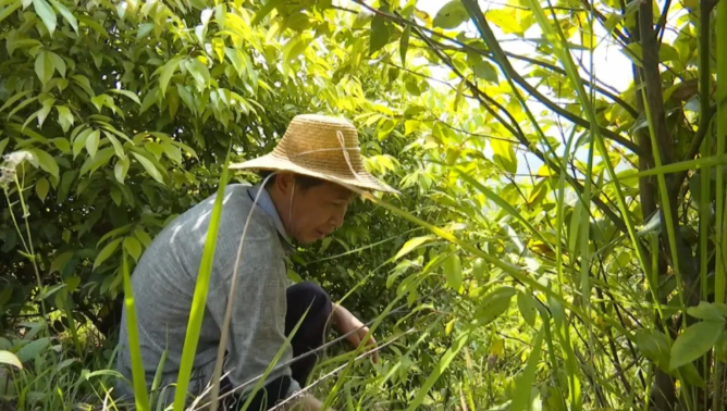 廣東梅州平遠：南藥梅片產業引領山區群眾脫貧增收、耕山致富